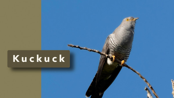 Ein Morgen mit dem Kuckuck